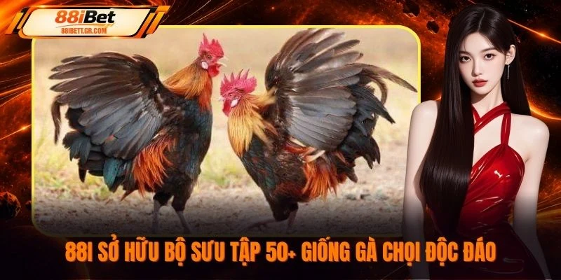 88I sở hữu bộ sưu tập 50+ giống gà chọi độc đáo